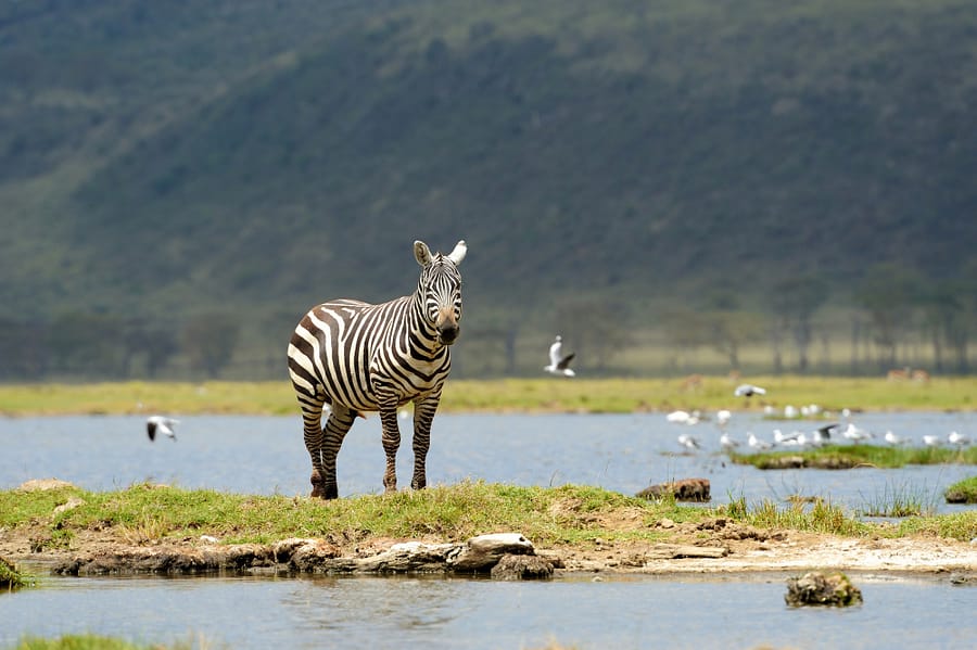 4-Day Group Camping Safari: Lake Manyara, Serengeti, Ngorongoro with Safaribook