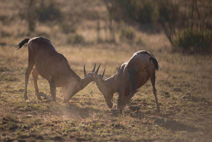 4-Day Group Camping Safari: Tarangire, Serengeti, Ngorongoro with Safaribook